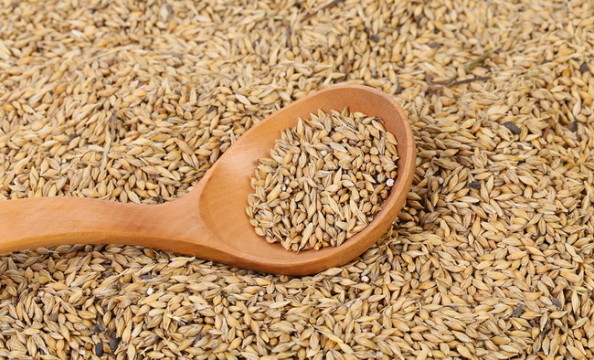 Grains of barley background and wooden spoon