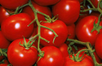 tomato-growing-guide-ahero_A1