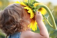 sunflowers-garden-child11-450x300